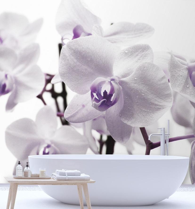 Fototapete, Lila Orchidee Blütenblättern