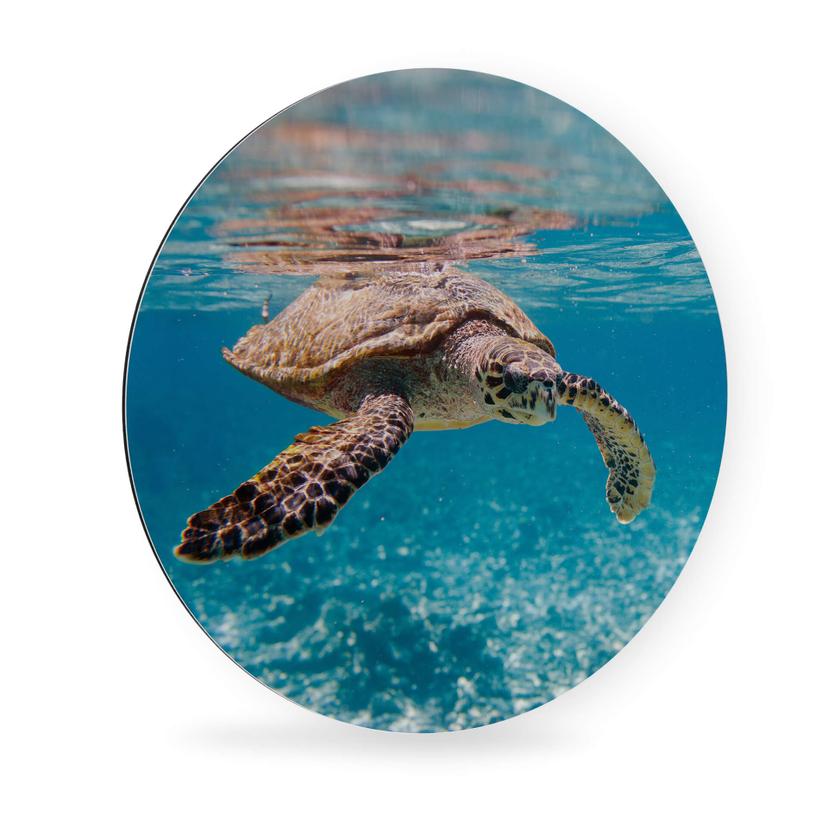 Alu-Dibond Eine Schildkröte auf Reisen - Rund