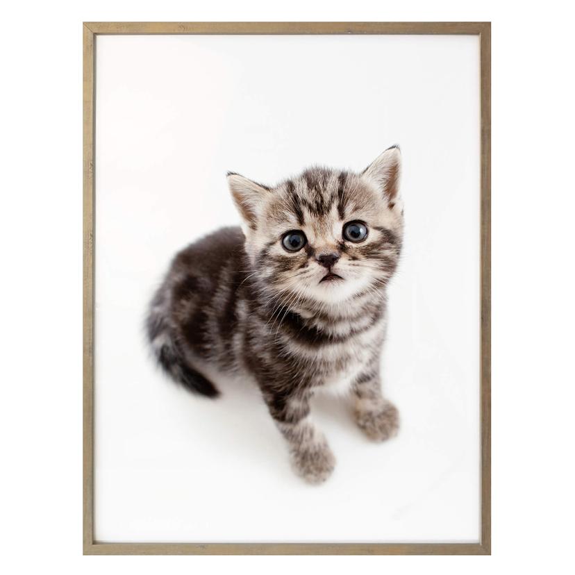 Póster gatita embarazada
