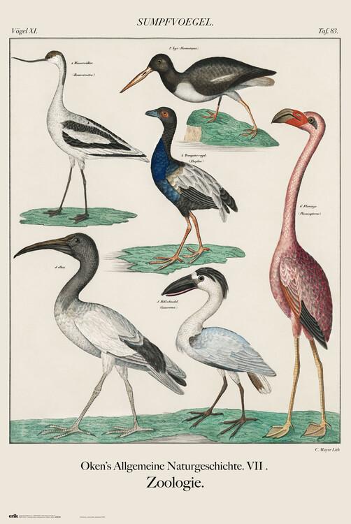 Poster Vintage Birds 61x91,5 cm