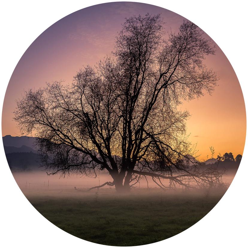 Fotomurale Cuadrado - Nebbia - tondo - carta da parati in tessuto non tessuto/carta da parati in tes