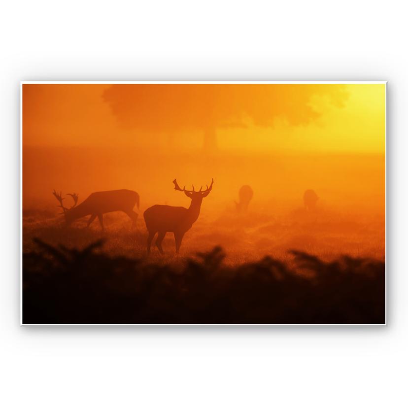 Tableau Forex - Cerfs au coucher de soleil