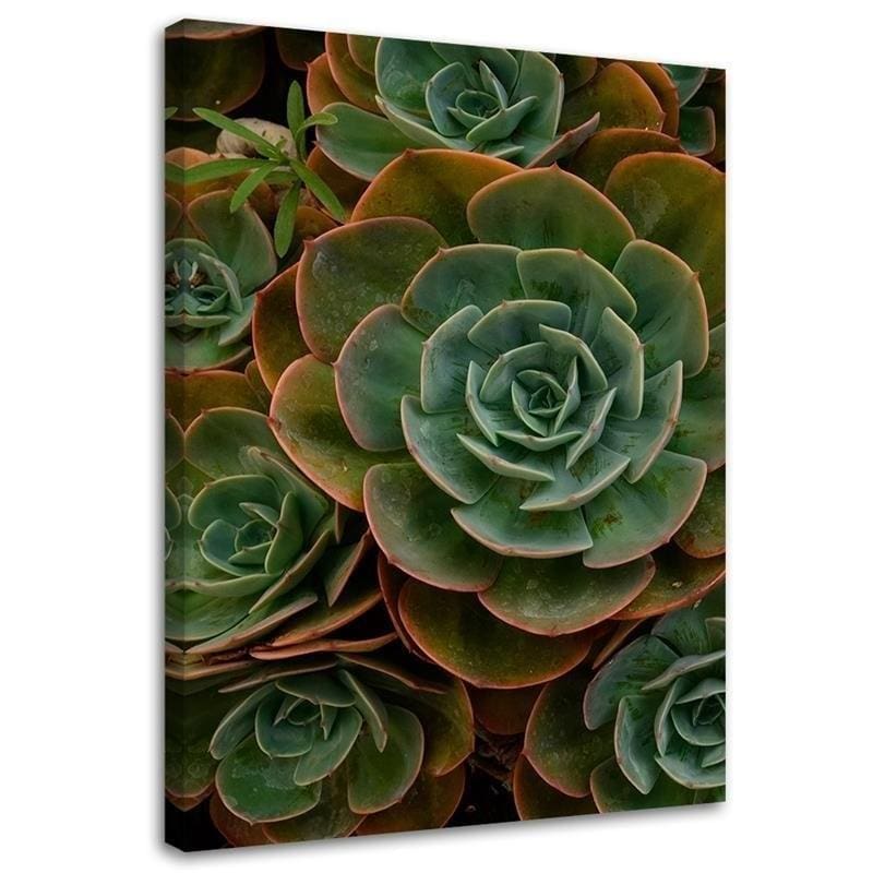 Tableau sur toile, Succulentes vertes