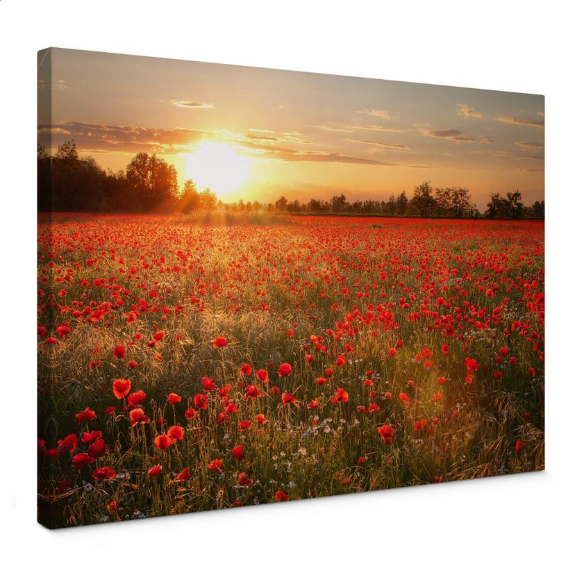 Lienzo Campo de amapolas al atardecer