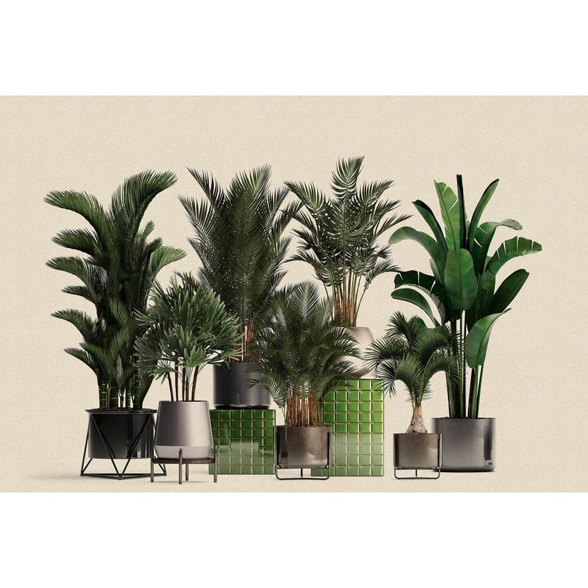Livingwalls fotomurale Walls by Patel 3 Plant Shop