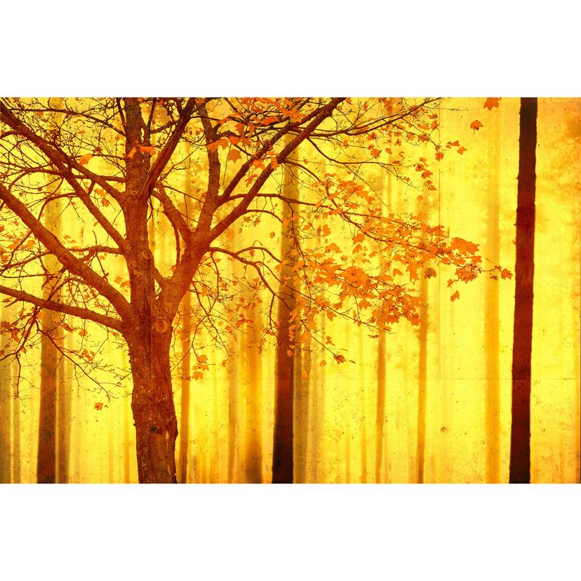 Architects Paper Fotomurale - Atelier 47 Foresta