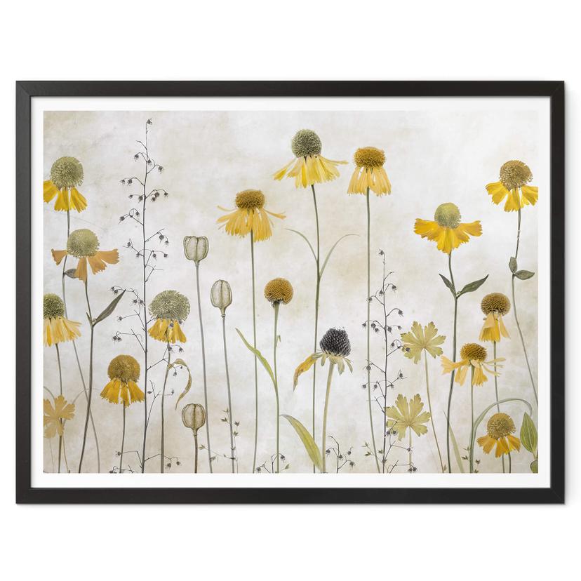 Poster Disher - Girasol