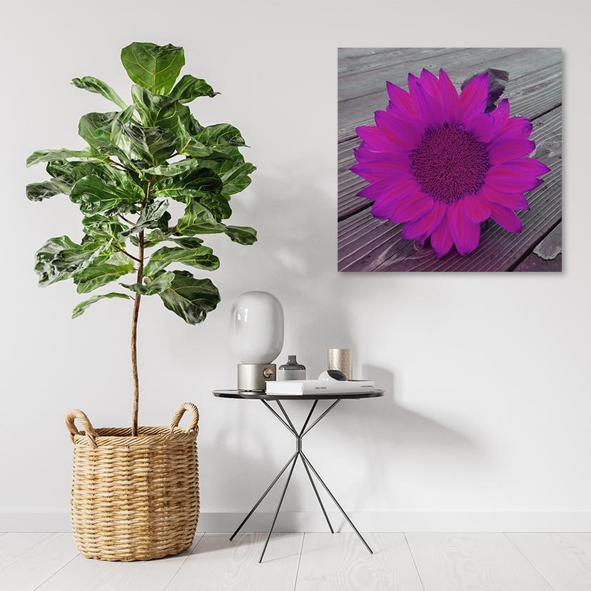 Stampe su tela, girasole rosa