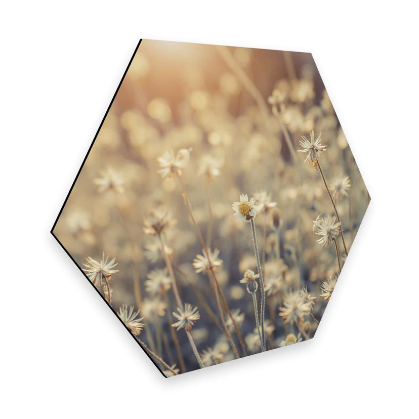 Hexagon Dibond Mexican Daisy