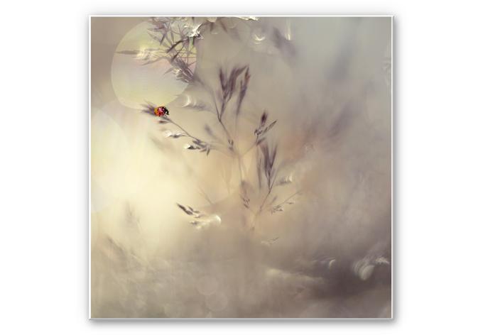 Wandbild Westum - Little Lady