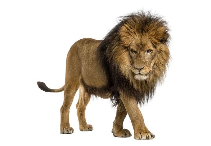 Real Lion fönstermålning