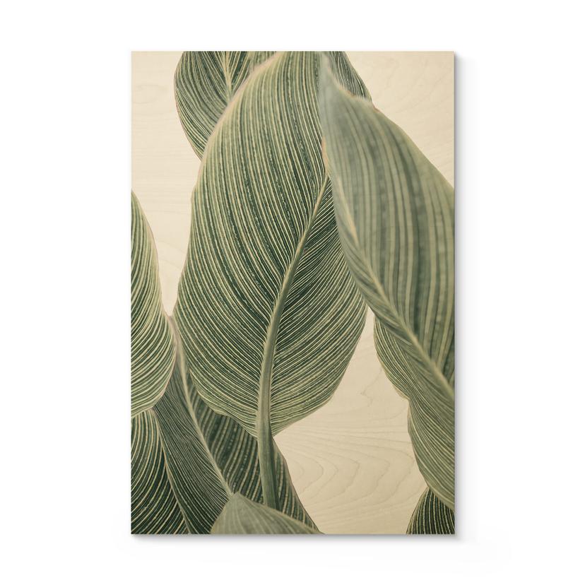 Cuadro de madera Calathea planta - Sisi & Seb