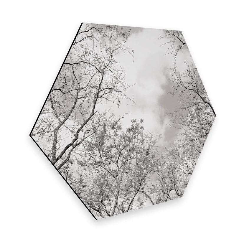 Hexagon Dibond High in the Trees