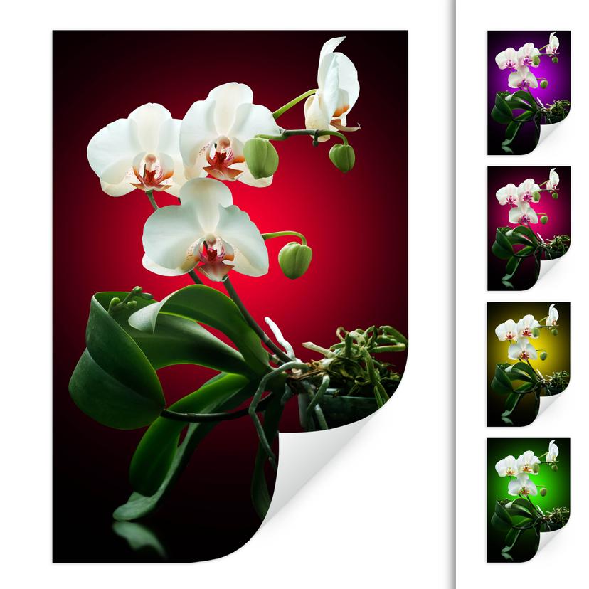 Zelfklevende Poster - Beautiful Orchid