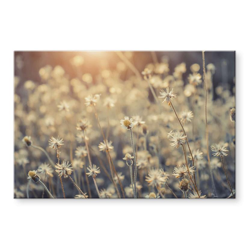 Akrylbillede Mexicansk marguerit