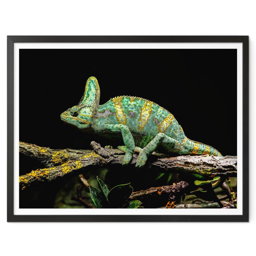 Poster Brown - Caméléon