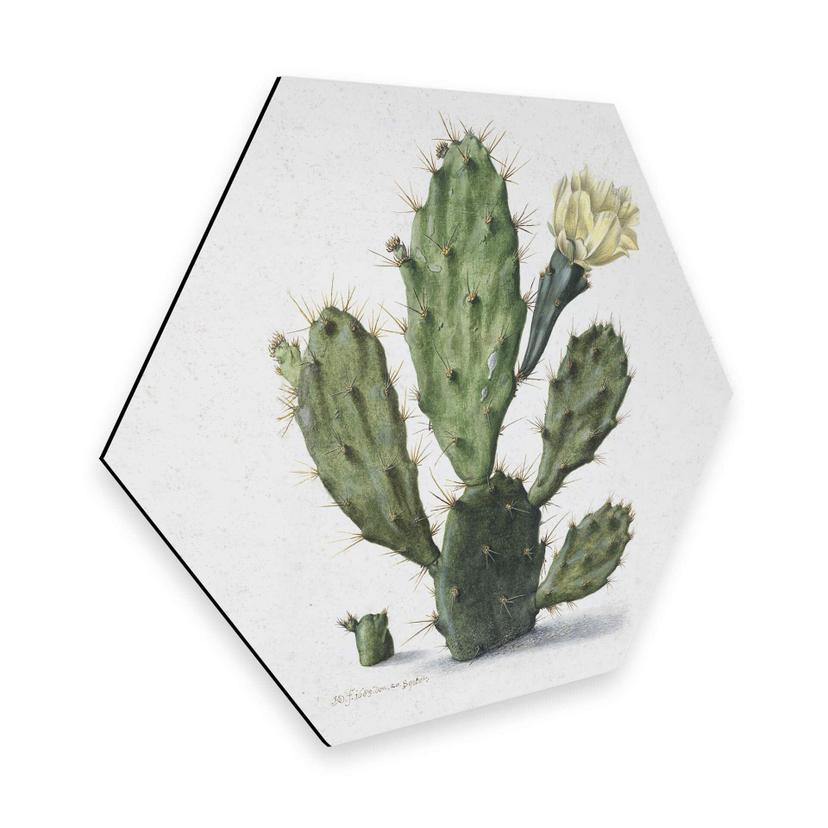 Hexagone - Alu-Dibond Saftleven - Cactus