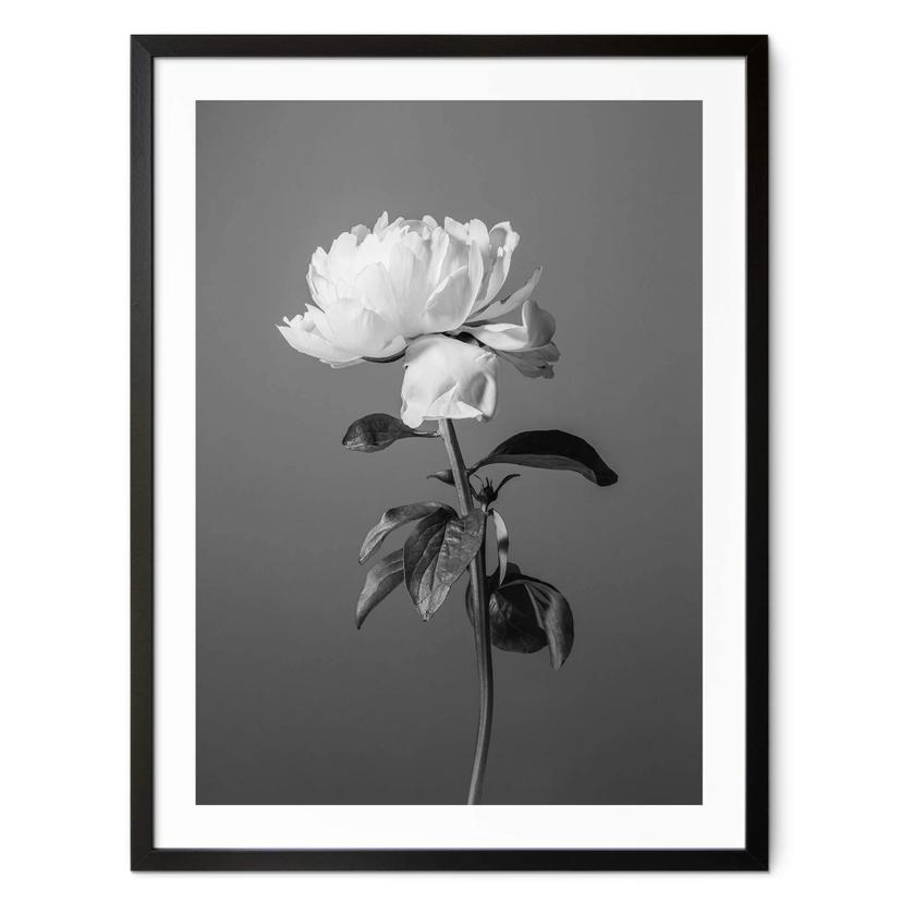 Póster 1X Studio - Peonía en blanco y negro