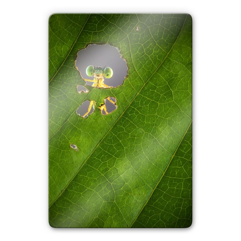 Tableau sur verre Wilianto - Hello little Friend