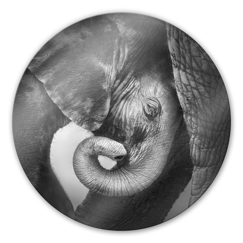Tableau en verre - Le bébé éléphant - rond