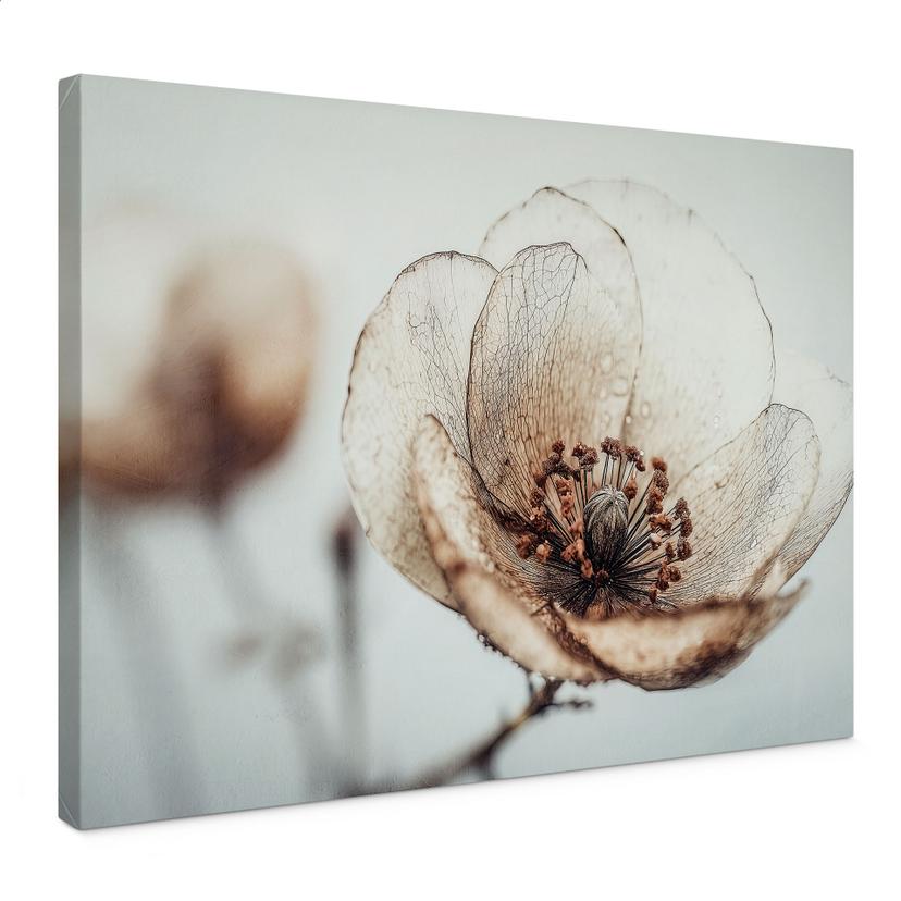 Canvasbillede tørret blomst beige natur poesi - Treechild
