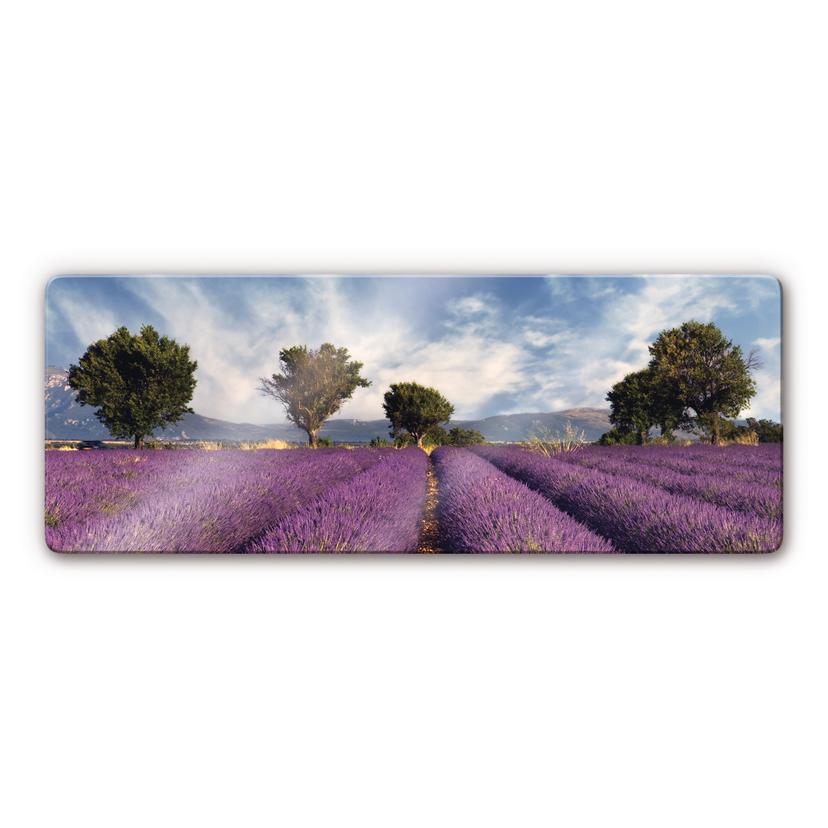 Stampa su vetro Campo di lavanda - panoramica