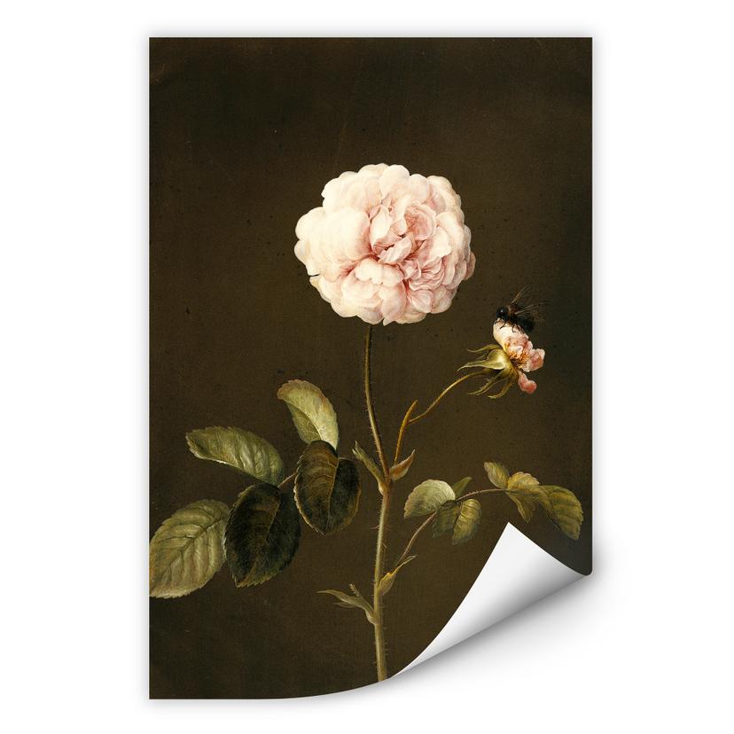 Wallprint W - Dietzsch - Essig-Rose mit Hummel