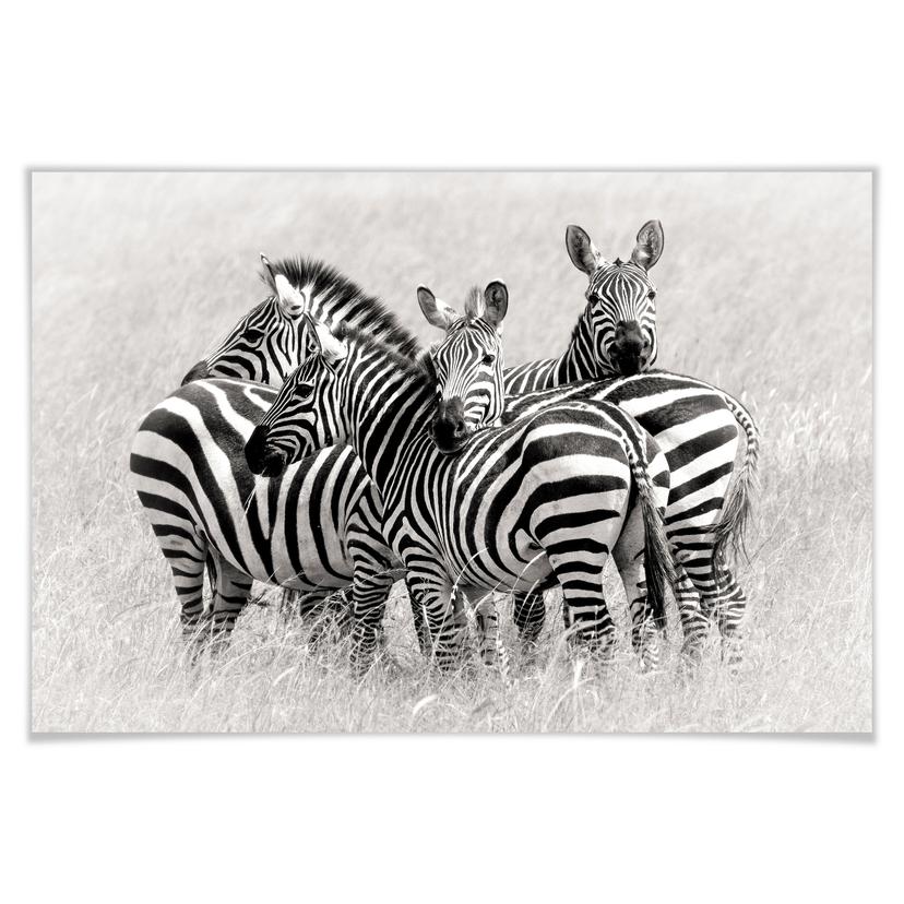 Poster - Trubitsyn - Zèbres dans la savane