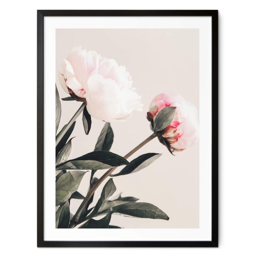 Póster 1X Studio - Magníficas peonías