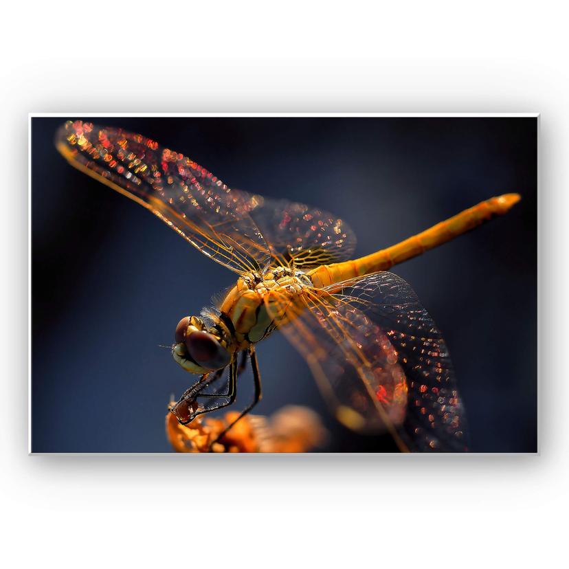 Wanddecoratie Dufour - Libelle