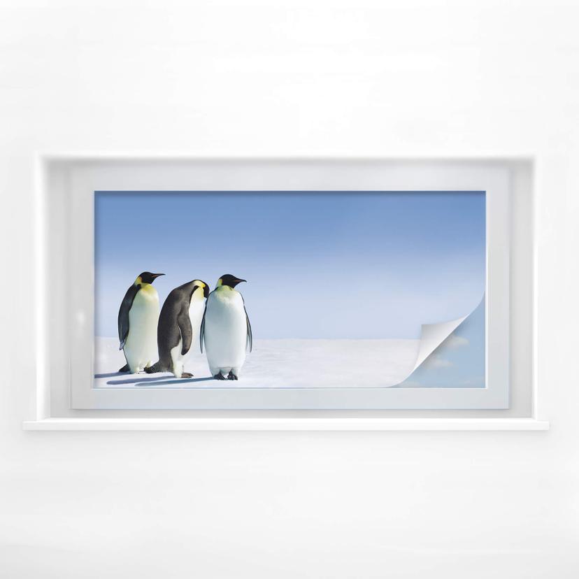 Película sobre intimidad Penguin - Panorama