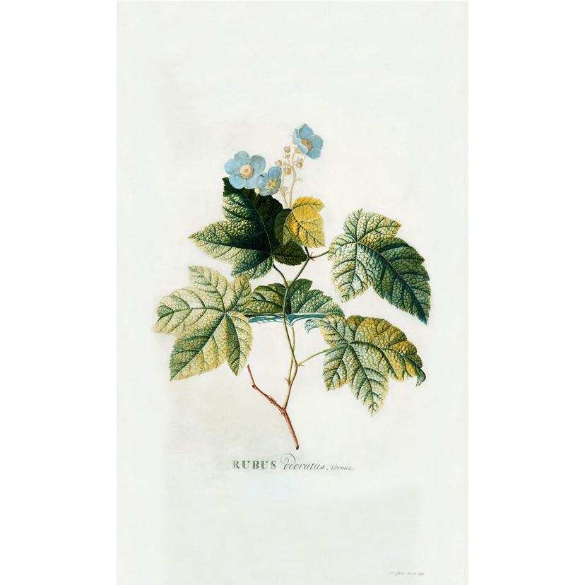 Fotomurale Ehret - Rubus