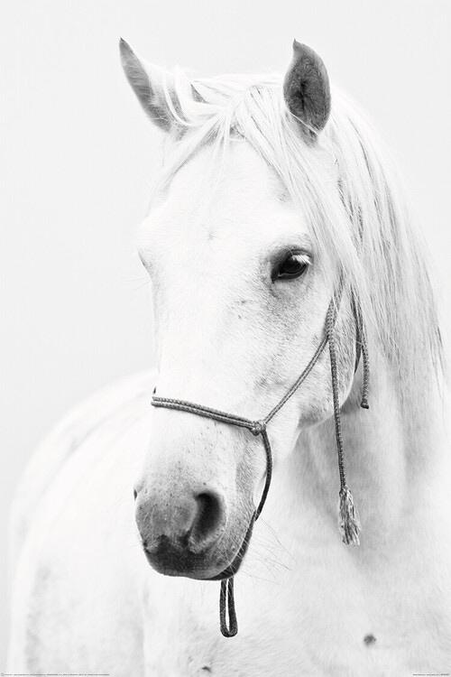 Plakat Hest - Hvid hest, plakat (80 x 120 cm)