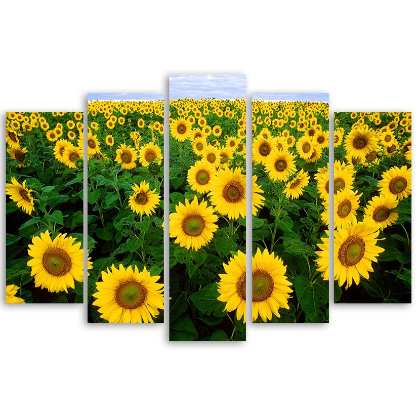Stampa su tela 5 pezzi, Prato di girasoli