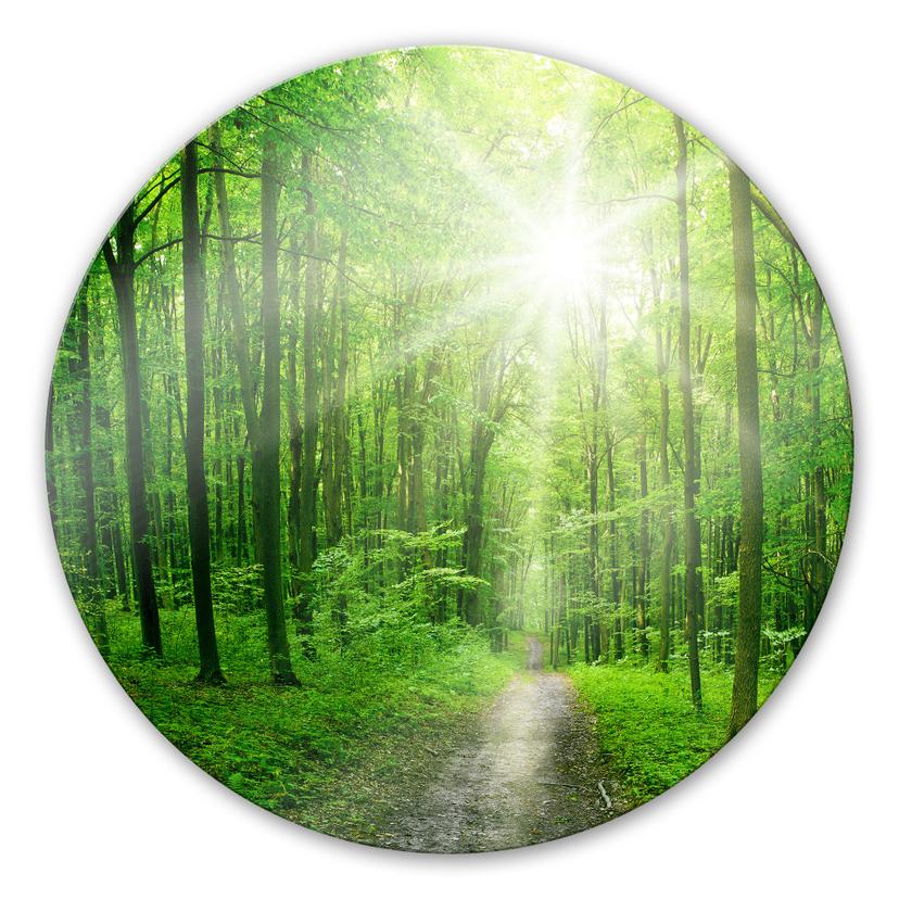 Tableau en verre - Sunny forest - rond