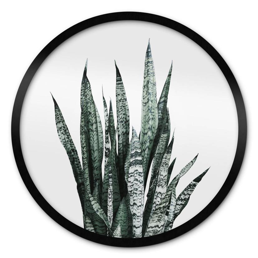 Plakat Plante - Sisi & Seb