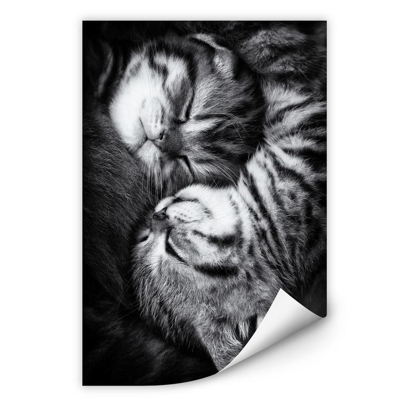 Zelfklevende Poster - Jancova - Sweet Kitten