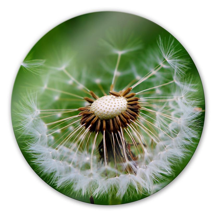 Glasschilderij Paardenbloemen in de wind - rond