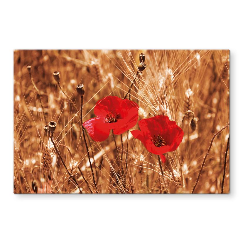 Pannello paraschizzi - Papaveri nel campo