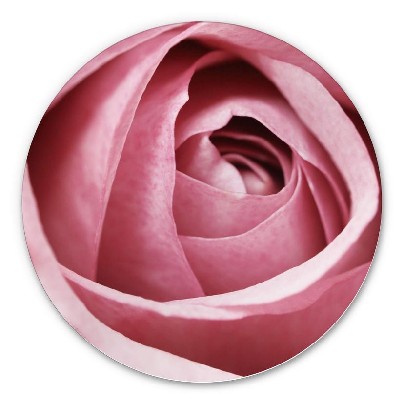 Wandcirkel Pink Rose
