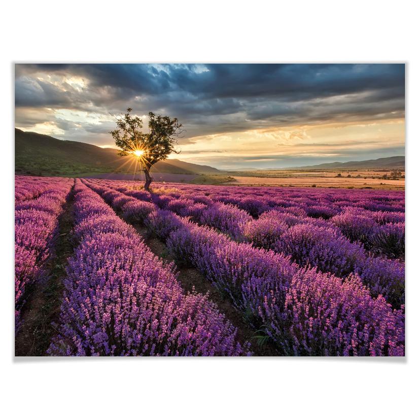 Poster - Fiori di lavanda in Provenza