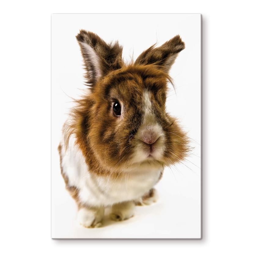 Tableau en verre - Lapin