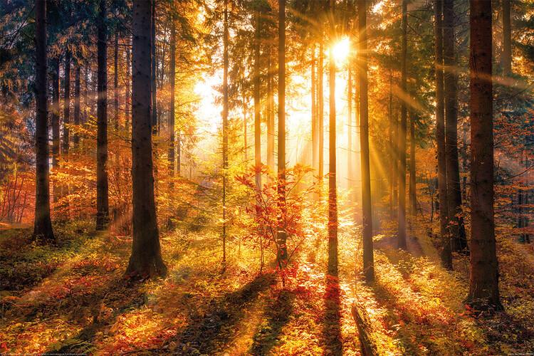 Plakat Forrest - Sun, plakat (120 x 80 cm)