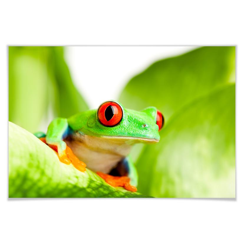 Poster - Grenouille