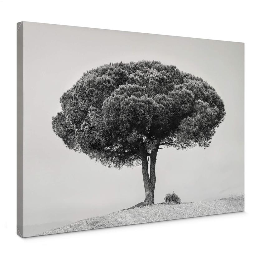 Lienzo Martin - Árbol en blanco y negro