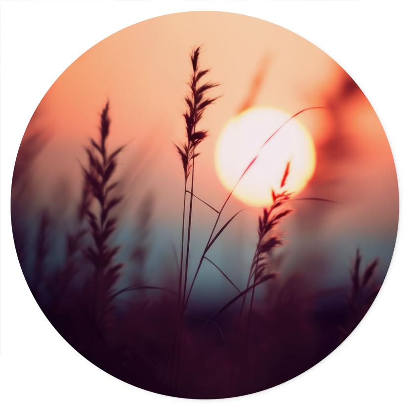 Vinilo decorativo de naturaleza Hierbas a la luz del sol - Treechild - Redondo