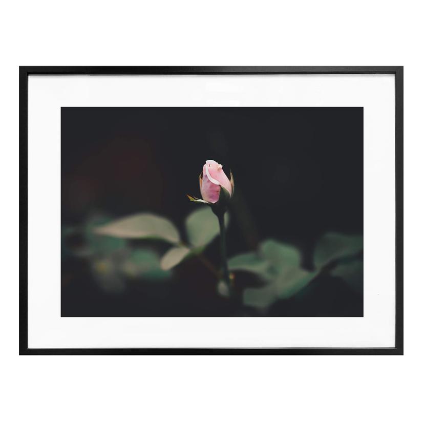 Poster Bouton de rose