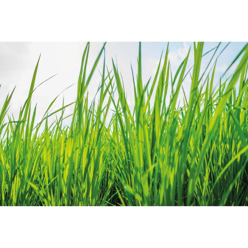 Fotomurale - Erba verde