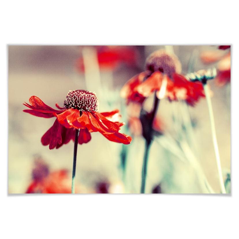 Poster - Chapeau rouge