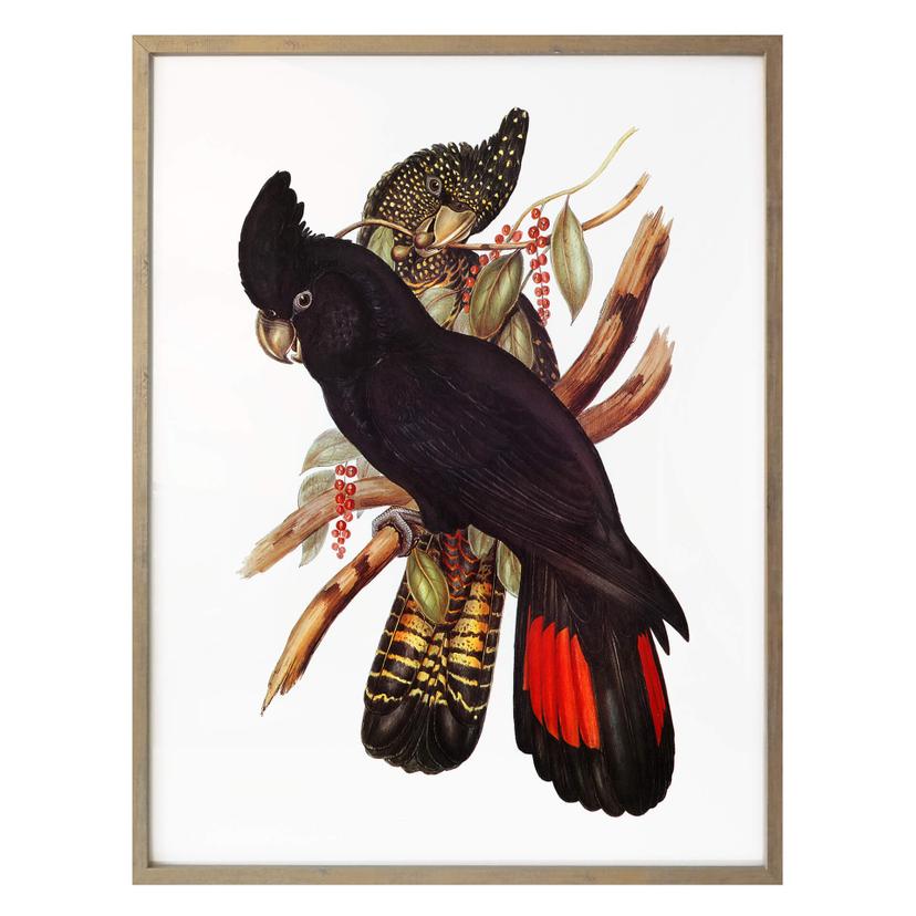 Póster de la cacatúa negra